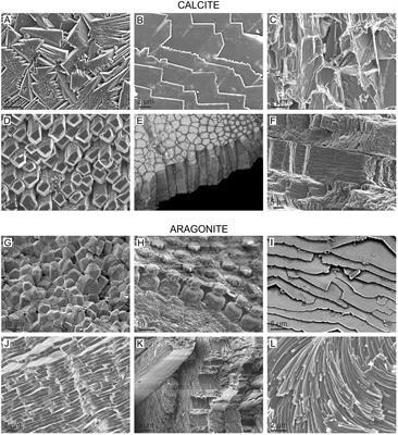 Physical and Biological Determinants of the Fabrication of Molluscan Shell Microstructures